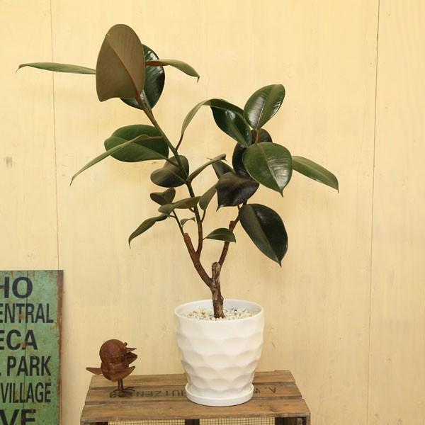 観葉植物 おしゃれ フィカス バーガンディ クロゴムの木 陶器鉢 ｍｓｅ 受皿付 白ゼオライト F4001 遊恵盆栽 Yahoo 店 通販 Yahoo ショッピング