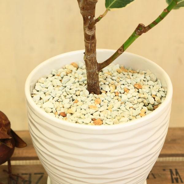 観葉植物 おしゃれ：フィカス ティネケ（斑入りゴムの木)*陶器鉢