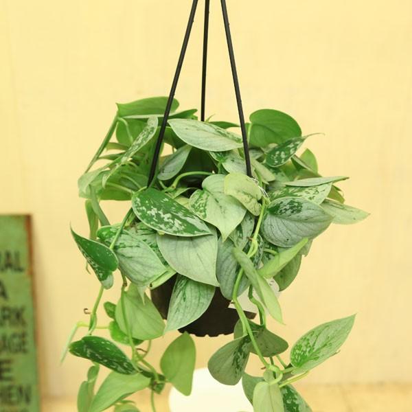 観葉植物 おしゃれ：シラフカズラ スキンダプサス シルバーアン*吊り鉢