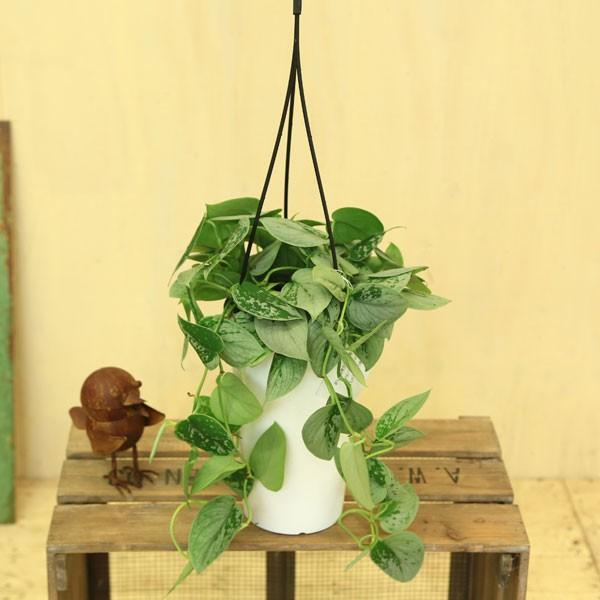観葉植物 おしゃれ：シラフカズラ スキンダプサス シルバーアン*吊り鉢