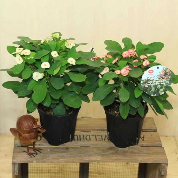 多肉植物 観葉植物 おしゃれ：大輪花キリン シャインキッス