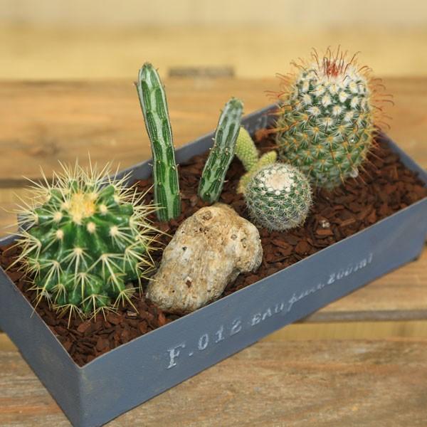 観葉植物 おしゃれ：サボテン寄せ植え*石付き バークチップ : 遊恵盆栽