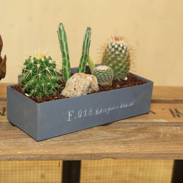 観葉植物 おしゃれ：サボテン寄せ植え*石付き バークチップ : 遊恵盆栽