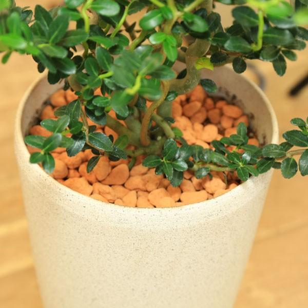 観葉植物 おしゃれ スパイラルドラゴン 雲竜つげ コルチナ鉢植え F4034 遊恵盆栽 Yahoo 店 通販 Yahoo ショッピング