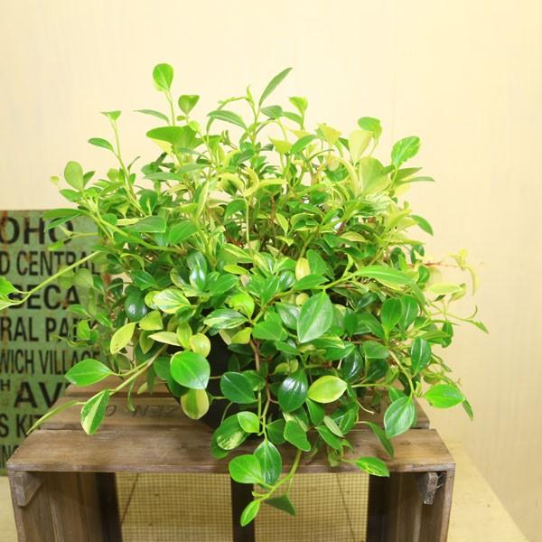 観葉植物 おしゃれ ペペロミア グラベラ 鉢植え F4035 遊恵盆栽 Yahoo 店 通販 Yahoo ショッピング