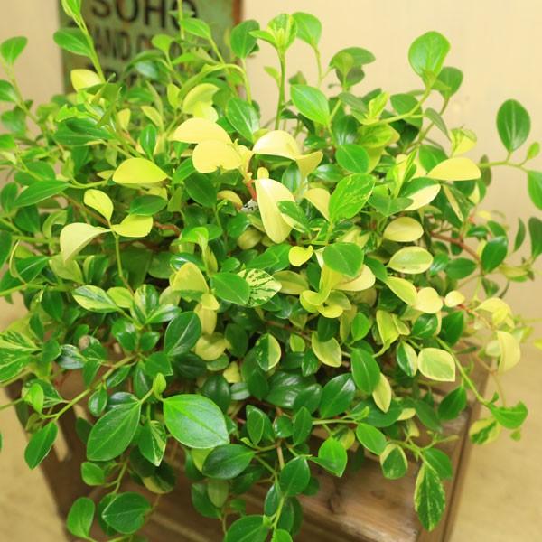 観葉植物 おしゃれ ペペロミア グラベラ 鉢植え F4035 遊恵盆栽 Yahoo 店 通販 Yahoo ショッピング