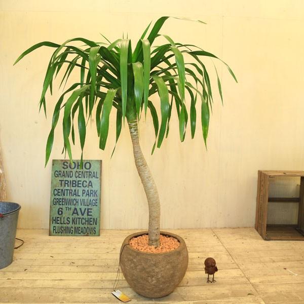観葉植物 おしゃれ：ドラセナ パラオ*大型佐川配送 焼赤玉 現品 : 遊恵