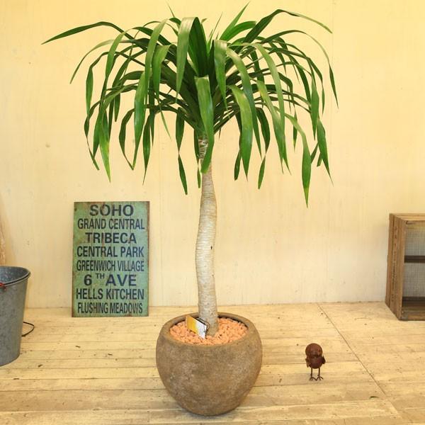 観葉植物 おしゃれ：ドラセナ パラオ*大型佐川配送 焼赤玉 現品 : 遊恵