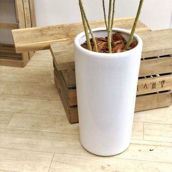 クロトンタマラ8号 クロトン：タマラ 6号 の通販 | 園芸ネット