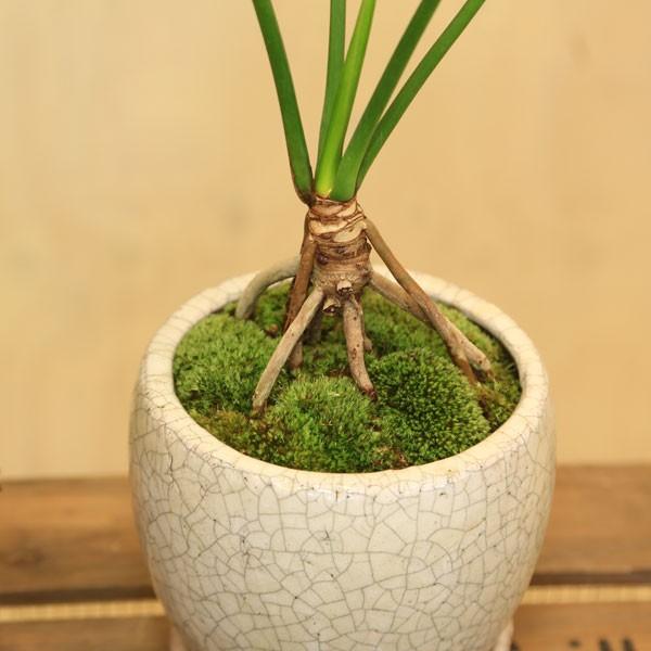 観葉植物 おしゃれ：フィロデンドロン 根上がりセローム*陶器鉢 受皿付 