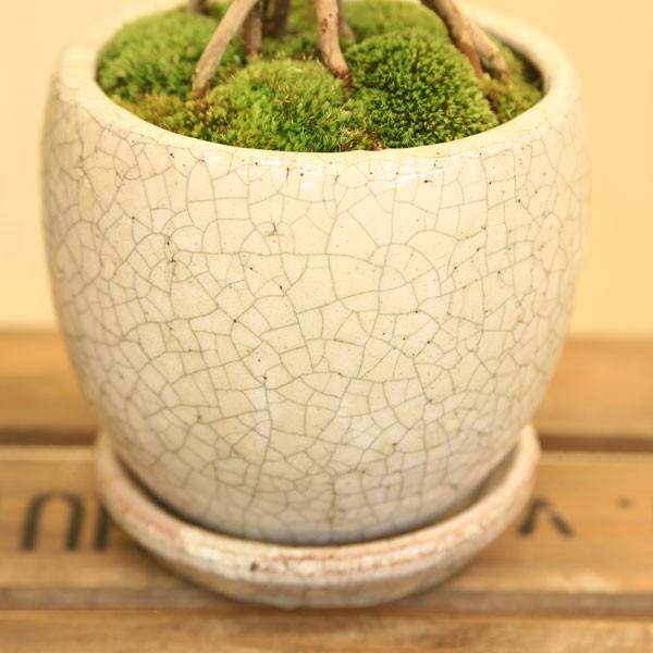 観葉植物 おしゃれ：フィロデンドロン 根上がりセローム*陶器鉢 受皿付 