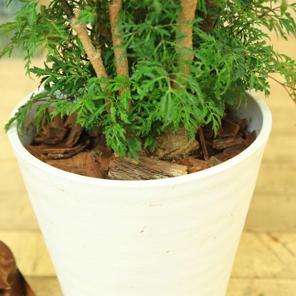 観葉植物 おしゃれ：ポリシャス タイワンモミジ*白セラアート鉢 バーク