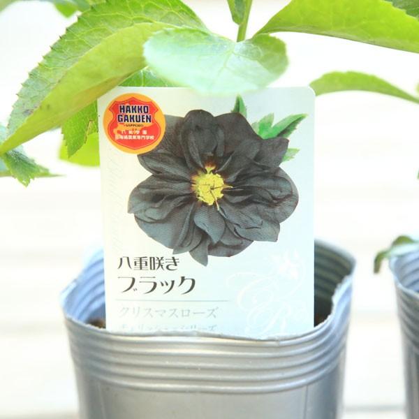 鉢花:クリスマスローズ チェリッシュシリーズ*八重咲き : 遊恵盆栽