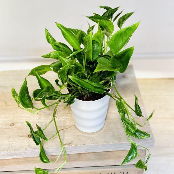 観葉植物 おしゃれ ポトス テルノシャングリラ うっすら斑入り F4060 遊恵盆栽 Yahoo 店 通販 Yahoo ショッピング