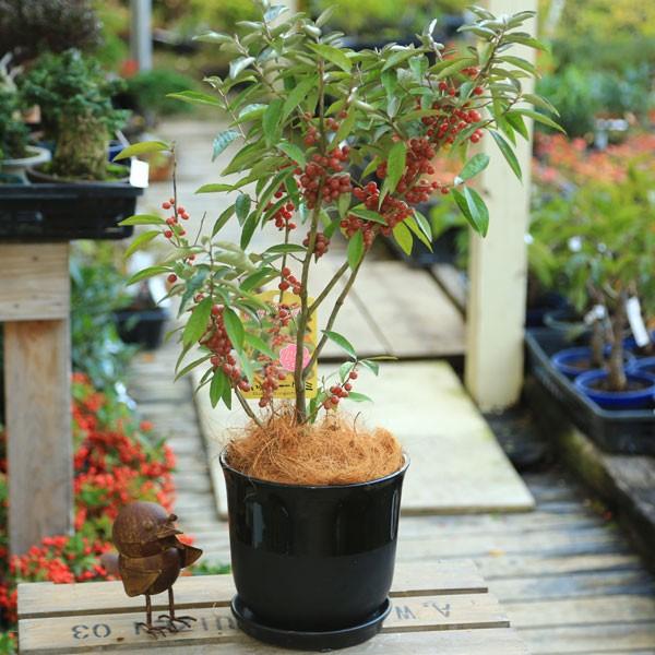 ❤️クミりん様お取置き品❤️多肉植物そのまま飾れる❤️麻のコーヒーカップ❤️ お気に入りのカップに飾ろう！多肉植物の”マグカップ寄せ”が可愛い