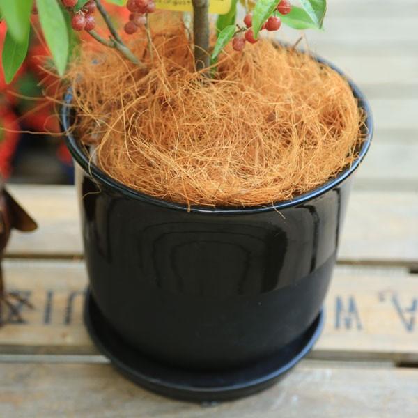 花木：ハッピーグミ*秋グミ ヤナギバグミ ロシアンオリーブ 陶器鉢