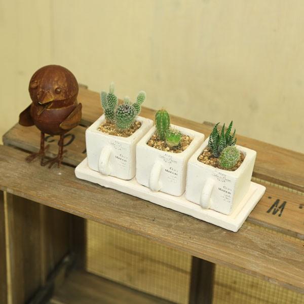 観葉植物：サボテン寄せ植え*3連カップ 皿付き : 遊恵盆栽 Yahoo!店