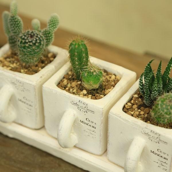 観葉植物：サボテン寄せ植え*3連カップ 皿付き : 遊恵盆栽 Yahoo!店