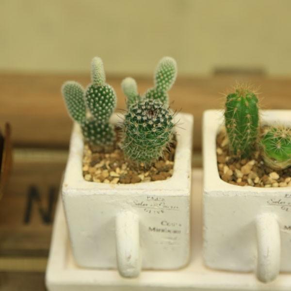観葉植物：サボテン寄せ植え*3連カップ 皿付き : 遊恵盆栽 Yahoo!店