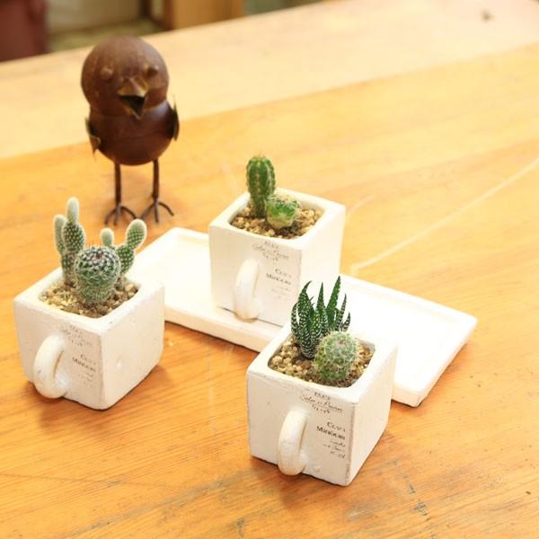 観葉植物：サボテン寄せ植え*3連カップ 皿付き : 遊恵盆栽 Yahoo!店
