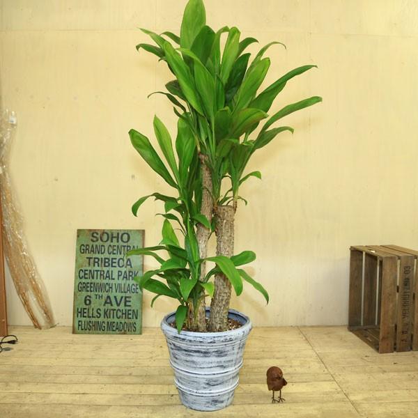 観葉植物 おしゃれ：ヒロバ ドラセナ*大型佐川配送 現品 : 遊恵盆栽