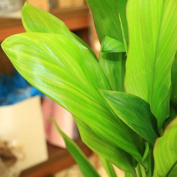 観葉植物 おしゃれ：ヒロバ ドラセナ*大型佐川配送 現品 : 遊恵盆栽