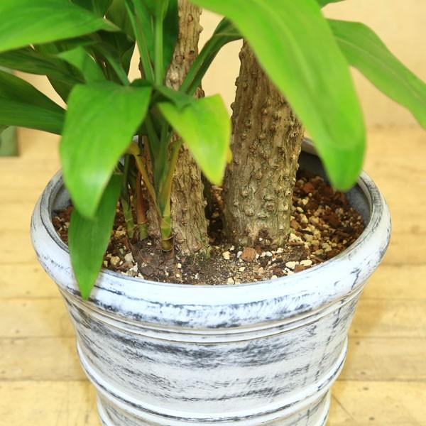 観葉植物 おしゃれ：ヒロバ ドラセナ*大型佐川配送 現品 : 遊恵盆栽