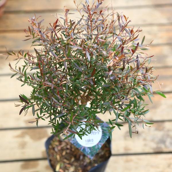 良品。レプトスペルマム カッパーグロー2.1M(鉢底から)品番C 楽天市場】【現品発送】カッパーグロー 9号 樹高2.0-2.1m(鉢底