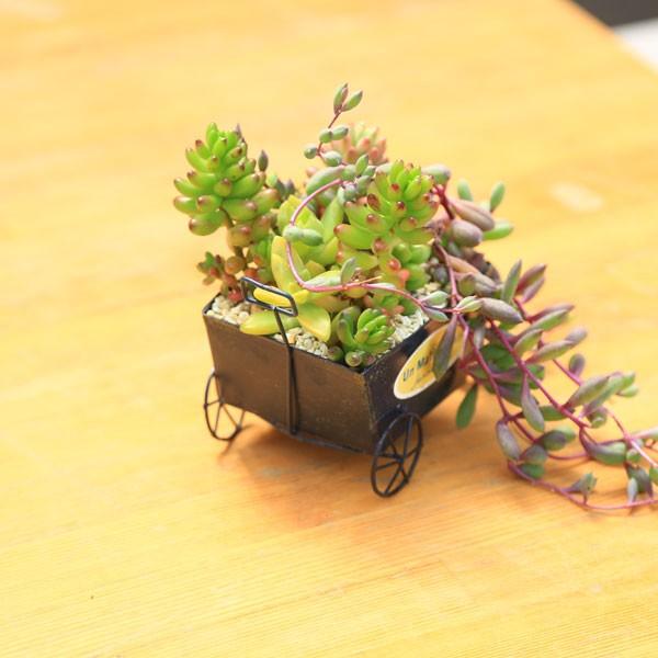 観葉植物：多肉植物 寄せ植え*一輪車 : 遊恵盆栽 Yahoo!店 - 通販