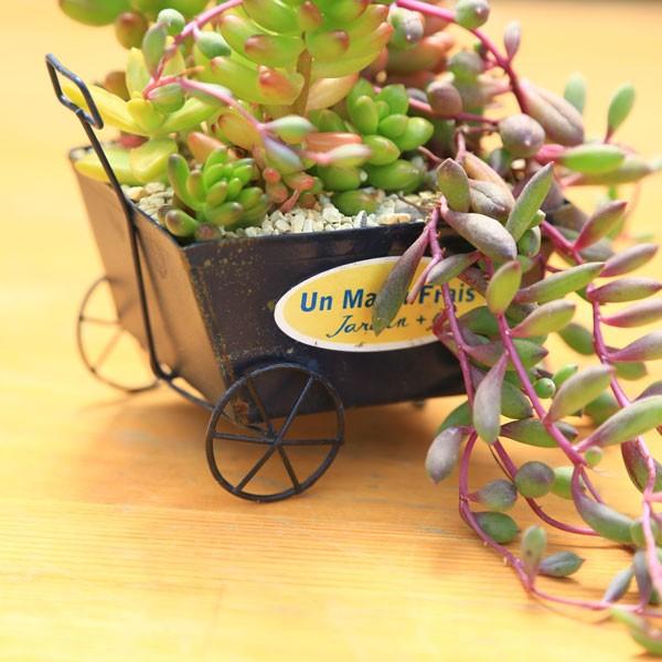 観葉植物：多肉植物 寄せ植え*一輪車 : 遊恵盆栽 Yahoo!店 - 通販