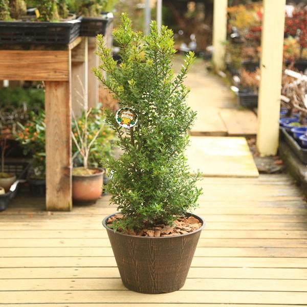 魔除けの木 観葉植物 おしゃれ 鉢植え:姫ひいらぎ*ウッドチップ 魔除けの木 観葉植物 おしゃれ 鉢植え:姫ひいらぎ*ウッドチップ