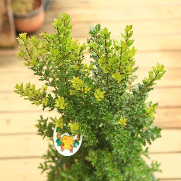 魔除けの木 観葉植物 おしゃれ 鉢植え:姫ひいらぎ*ウッドチップ 魔除けの木 観葉植物 おしゃれ 鉢植え:姫ひいらぎ*ウッドチップ