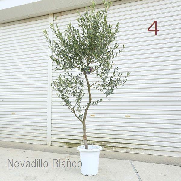 観葉植物 おしゃれ シンボルツリー オリーブの木 現品選べます 9号 大型佐川配送 F4112 遊恵盆栽 Yahoo 店 通販 Yahoo ショッピング
