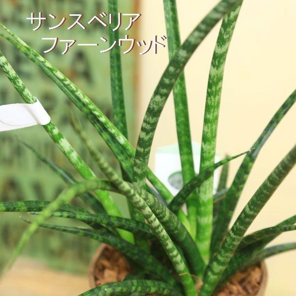 観葉植物 おしゃれ ドラセナ サンスベリア ガンジー ワーネッキーサプライズ ジャネットクレイガイコンパクタ ファーンウッド F4132 遊恵盆栽 Yahoo 店 通販 Yahoo ショッピング