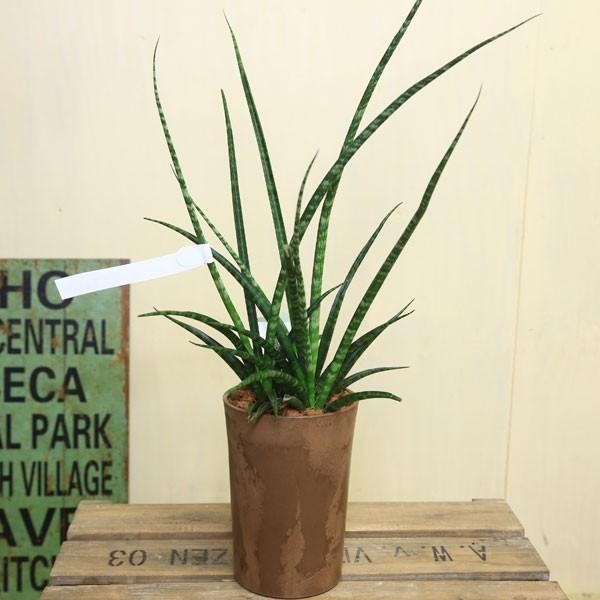 観葉植物 おしゃれ ドラセナ サンスベリア ガンジー ワーネッキーサプライズ ジャネットクレイガイコンパクタ ファーンウッド F4132 遊恵盆栽 Yahoo 店 通販 Yahoo ショッピング