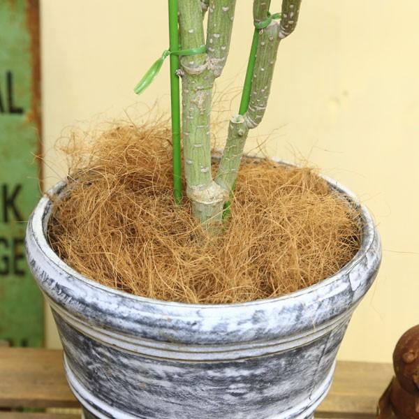 観葉植物 おしゃれ：モンキーツリー*ファイバー鉢 受皿付 現品