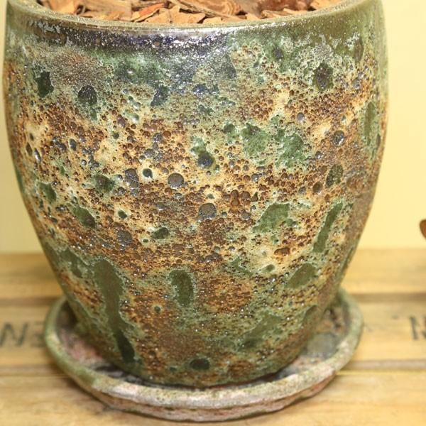 観葉植物 おしゃれ おしゃれ：モンキーツリー*陶器鉢 受皿付 現品