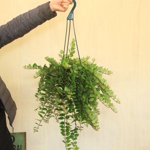希少植物 観葉植物 おしゃれ：エスキナンサス レッドスター*吊り鉢