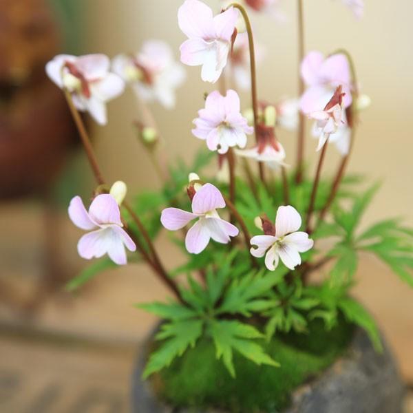 ウスベニヒゴスミレ 小苗 1株 山野草 多年草宿根草 薄紅肥後すみれ a.19 花 山野草：ウスベニヒゴスミレ(薄紅肥後すみれ)*流木チップ丸鉢 苔