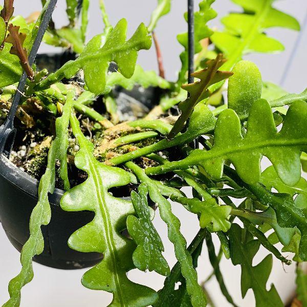 観葉植物 おしゃれ:エピフィルム アングリガー*(ジグザグ 観葉植物 おしゃれ:エピフィルム アングリガー*(ジグザグ
