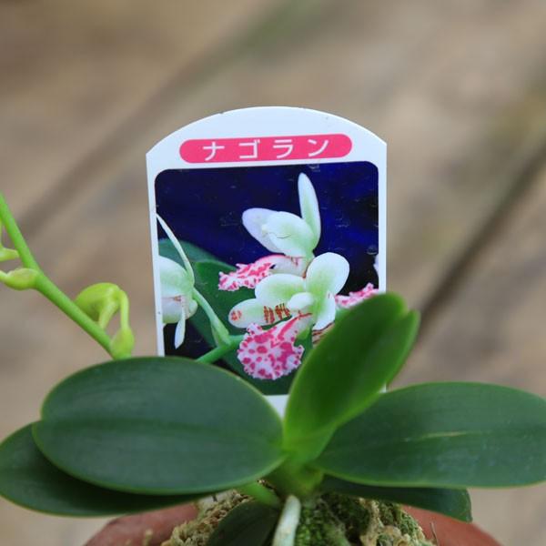 観葉植物 おしゃれ：ナゴラン*モスポット 名護蘭 : 遊恵盆栽 Yahoo!店