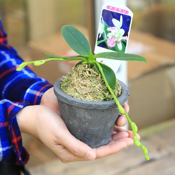 観葉植物 おしゃれ：ナゴラン*モスポット 名護蘭 : 遊恵盆栽 Yahoo!店