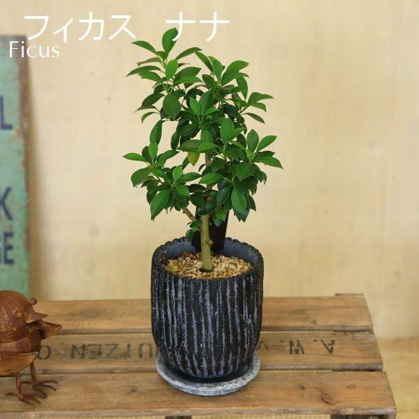 おしゃれ 観葉植物：選べる観葉植物 フィカスナナ シェフレラ*MM陶器鉢