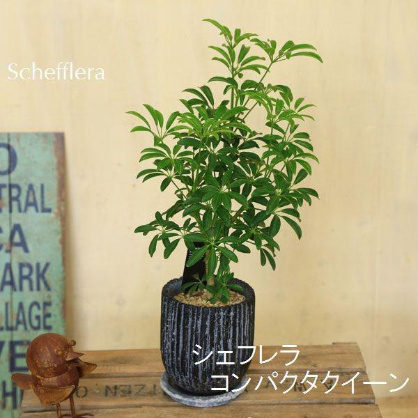 おしゃれ 観葉植物：選べる観葉植物 フィカスナナ シェフレラ*MM陶器鉢