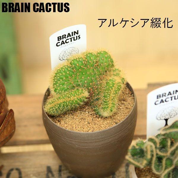 観葉植物:ブレインカクタス*品種選べます : 遊恵盆栽 Yahoo!店 観葉植物:ブレインカクタス*品種選べます : 遊恵盆栽 Yahoo!店