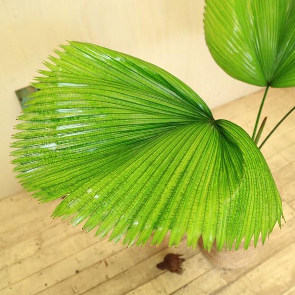 観葉植物 おしゃれ ウチワヤシ 団扇椰子 ジュートカバー付き 大型ヤマト便 Sale F4216 遊恵盆栽 Yahoo 店 通販 Yahoo ショッピング