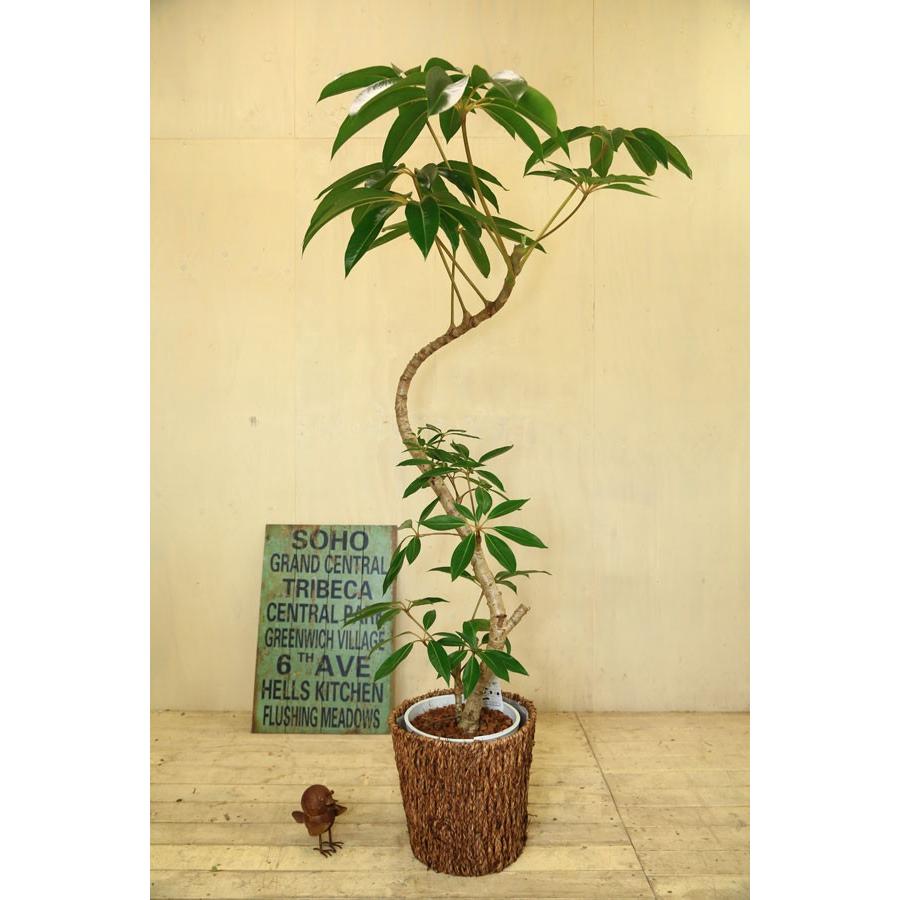 観葉植物 おしゃれ：ツピタンサス(ツピダンサス)*カゴ付き 大型佐川