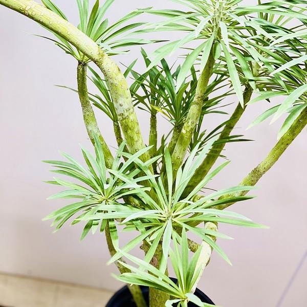 おしゃれ 多肉植物・観葉植物：大きなモンキーツリー*セラアート