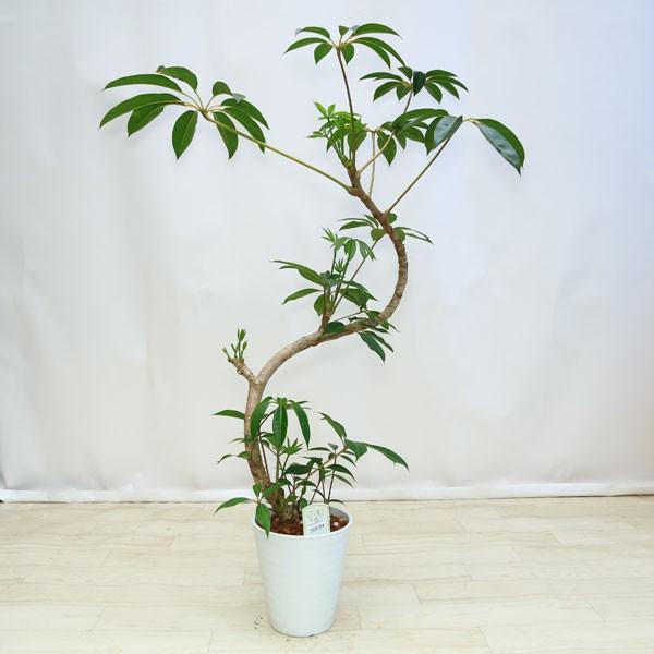 観葉植物 おしゃれ：ツピタンサス(ツピダンサス)*セラアート バーク