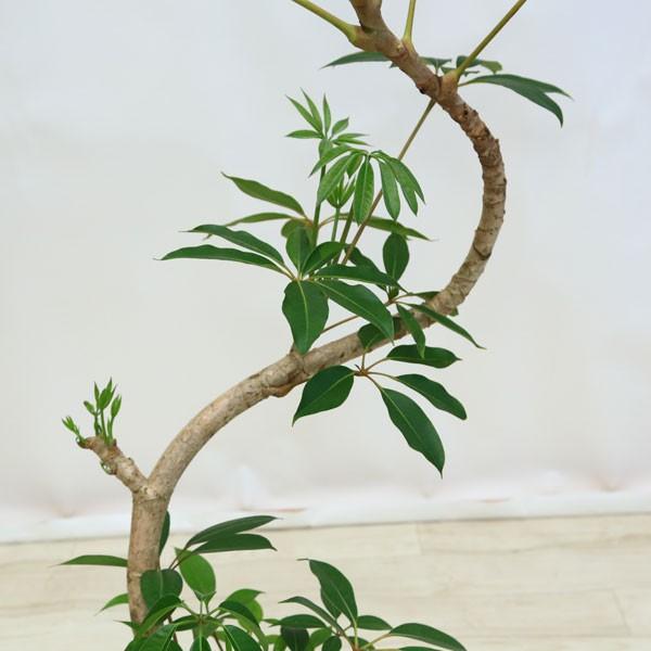 枝ぶりの美しさが際立つ、曲がり仕立てのツピダンサス.1.太幹曲がり仕立て 枝ぶりの美しさが際立つ、曲がり仕立てのツピダンサス.1.太幹曲がり仕立て